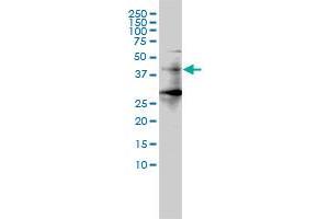 HDAC11 antibody  (AA 1-347)