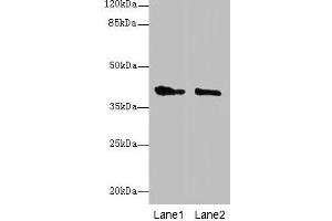 Western blot All lanes: GPR17 antibody at 10 μg/mL Lane 1: Mouse brain tissue Lane 2: Human high value serum Secondary Goat polyclonal to rabbit IgG at 1/10000 dilution Predicted band size: 41, 38 kDa Observed band size: 41 kDa (GPR17 Antikörper  (AA 1-36))