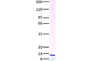 Validation with Western Blot (CCL23 Protein)