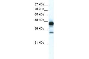 Western Blotting (WB) image for anti-Gap Junction Protein, epsilon 1 (GJE1) antibody (ABIN2461389)