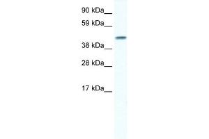 GJA5 antibody used at 1 ug/ml to detect target protein. (Cx40/GJA5 Antikörper  (N-Term))