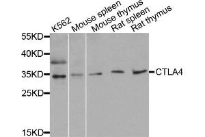 Western blot analysis of extracts of various cell lines, using CTLA4 antibody. (CTLA4 Antikörper)