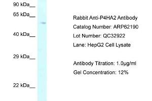Western Blotting (WB) image for anti-Prolyl 4-Hydroxylase, alpha Polypeptide II (P4HA2) (C-Term) antibody (ABIN971347) (P4HA2 Antikörper  (C-Term))