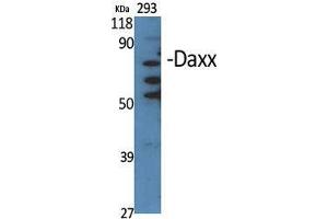 Western Blot (WB) analysis of specific cells using Daxx Polyclonal Antibody. (DAXX Antikörper  (Internal Region))