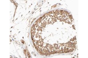ABIN6266626 at 1/100 staining human testis tissue sections by IHC-P.