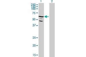 Western Blot analysis of C9orf96 expression in transfected 293T cell line by C9orf96 MaxPab polyclonal antibody.