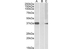 HEK293 lysate (10ug protein in RIPA buffer) overexpressing Human MYF6 with MYC tag probed with ABIN571147 (0. (MYF6 Antikörper  (Internal Region))