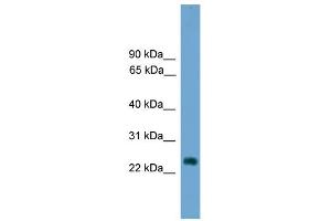 WB Suggested Anti-Hes7 Antibody Titration: 0. (HES7 Antikörper  (Middle Region))