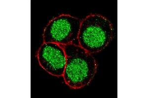 Confocal immunofluorescent analysis of FLI1 Antibody (Center) (ABIN390409 and ABIN2840798) with Hela cell followed by Alexa Fluor 488-conjugated goat anti-rabbit lgG (green).