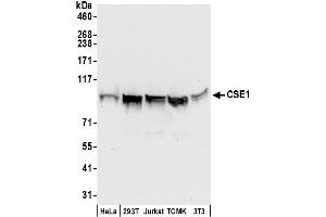 Western Blotting (WB) image for anti-CSE1 Chromosome Segregation 1-Like (CSE1L) (AA 900-950) antibody (ABIN7450140)