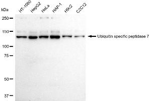 anti-Ubiquitin Specific Peptidase 7 (Herpes Virus-Associated) (USP7) antibody