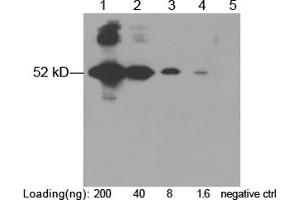 Lane 1-4: E-tag fusion protein in CHO cell lysate (~ 52 kD) Lane 5: Negative CHO cell lysate Primary Antibody: 1 µg/mL Rabbit Anti-E-tag Polyclonal Antibody (ABIN398457) Secondary Antibody: Goat Anti-Rabbit IgG (H&L) [HRP] Polyclonal Antibody (ABIN398323, 1: 10,000) The signal was developed with LumiSensorTM HRP Substrate Kit (ABIN769939)