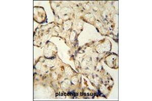 Immunohistochemistry analysis in formalin fixed and paraffin embedded human placenta tissue using LCA5L antibody (C-term) followed by peroxidase conjugation of the secondary antibody and DAB staining. (LCA5L Antikörper  (C-Term))