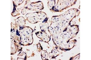 IHC-P: WISP1 antibody testing of human placenta tissue (WISP1 Antikörper  (C-Term))