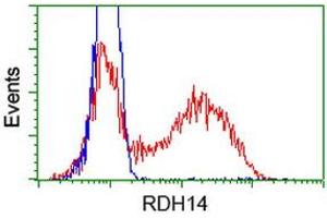 HEK293T cells transfected with either RC203411 overexpress plasmid (Red) or empty vector control plasmid (Blue) were immunostained by anti-RDH14 antibody (ABIN2454270), and then analyzed by flow cytometry. (RDH14 Antikörper)