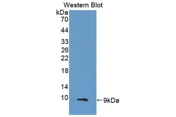 CXCL2 antibody  (AA 34-107)