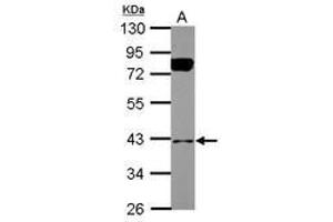 Image no. 2 for anti-BCL2/adenovirus E1B 19kDa Interacting Protein 2 (BNIP2) (AA 6-229) antibody (ABIN1496941) (BNIP2 Antikörper  (AA 6-229))