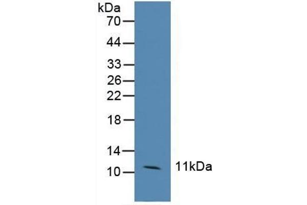 CCL6 Antikörper  (AA 21-115)