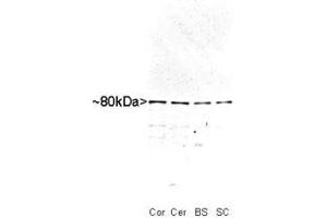 Western blot analysis of MARCKS in whole rat cortex (Co), cerebellum (Ce), brain stem (BS) and spinal cord (SC) homogenate stained with MARCKS polyclonal antibody  at dilution of 1 : 10,000. (MARCKS Antikörper)