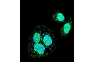 Immunofluorescence (IF) image for anti-Heat Shock Factor Protein 1 (HSF1) (AA 278-309), (Sumoylation Site) antibody (ABIN389069)