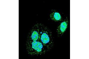 Confocal immunofluorescent analysis of HSF1 Sumoylation Site Antibody (ABIN389069 and ABIN2839273) with Hela cell followed by Alexa Fluor 488-conjugated goat anti-rabbit lgG (green). (HSF1 Antikörper  (Sumoylation Site))