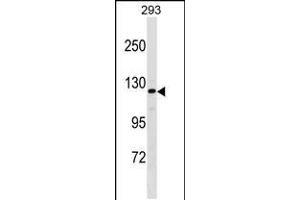 Western blot analysis in 293 cell line lysates (35ug/lane). (AFF2 Antikörper  (AA 886-912))