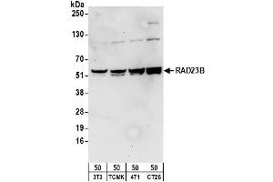 Western Blotting (WB) image for anti-RAD23 Homolog B (RAD23B) (AA 359-409) antibody (ABIN7454820) (RAD23B Antikörper  (AA 359-409))