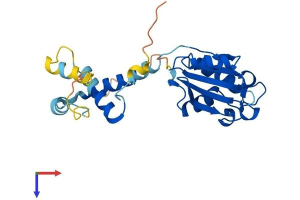 Phosducin Protein (PDC) (AA 1-246) (His tag)