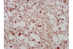 IHC image of ABIN7163794 diluted at 1:400 and staining in paraffin-embedded human brain tissue performed on a Leica BondTM system. (PCGF1 Antikörper  (AA 113-187))