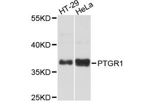 Western blot analysis of extracts of various cell lines, using PTGR1 antibody (ABIN5972573) at 1:3000 dilution. (PTGR1 Antikörper)