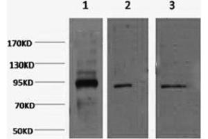 Western Blotting (WB) image for anti-Organic Cation Transporter Protein-Like (LOC105211532) antibody (ABIN5958509) (Oct-1/2 Antikörper)