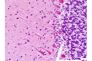 Anti-ABI1 / ABI-1 antibody IHC staining of human brain, cerebellum. (ABI1 Antikörper  (AA 81-108))