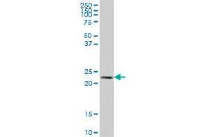 NAT9 MaxPab polyclonal antibody. (NAT9 Antikörper  (AA 1-207))
