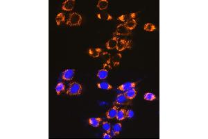 Immunofluorescence analysis of NIH-3T3 cells using IFN Rabbit pAb (ABIN7267947) at dilution of 1:100 (40x lens). (IFNAR1 Antikörper  (AA 470-557))