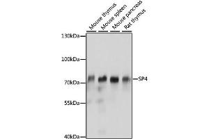 Western blot analysis of extracts of various cell lines, using SP4 antibody (ABIN7270509) at 1:1000 dilution. (SP4 Antikörper  (AA 280-440))