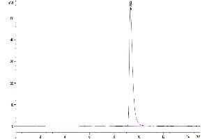 Size-exclusion chromatography-High Pressure Liquid Chromatography (SEC-HPLC) image for Chitinase 3-Like 1 (Cartilage Glycoprotein-39) (CHI3L1) (AA 22-383) protein (His tag) (ABIN7275852)