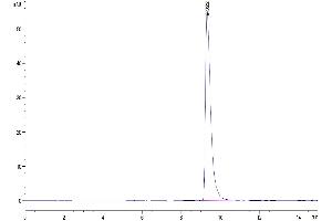 The purity of Human YKL-40/CHI3L1 is greater than 95 % as determined by SEC-HPLC. (CHI3L1 Protein (AA 22-383) (His tag))