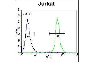 Flow cytometric analysis of Jurkat cells (right histogram) compared to a negative control cell (left histogram). (SLC43A2 Antikörper  (AA 236-265))