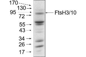 Mitochondria were isolated as described by Urantowka et al. (Ftsh3/Ftsh10 Antikörper)