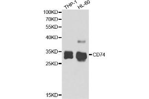 Western blot analysis of extracts of various cell lines, using CD74 antibody (ABIN5973310) at 1/1000 dilution. (CD74 Antikörper)