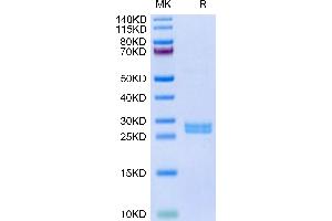 Human Hepcidin on Tris-Bis PAGE under reduced condition. (Hepcidin Protein (AA 60-84) (GST tag))