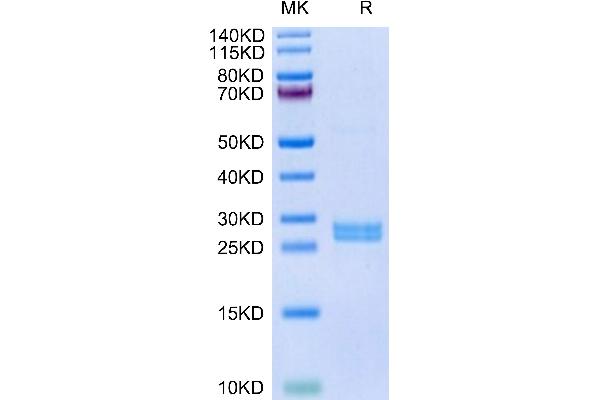 Hepcidin Protein (AA 60-84) (GST tag)