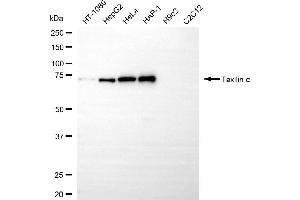 Western blotting analysis using taxilin alpha antibody (ABIN7800520).