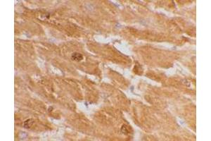 Immunohistochemistry (Paraffin-embedded Sections) (IHC (p)) image for anti-Caspase 12 (Gene/pseudogene) (CASP12) (large) antibody (ABIN499551)