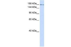 IFT172 antibody used at 0. (IFT172 Antikörper  (N-Term))