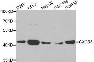 Western blot analysis of extracts of various cell lines, using CXCR3 antibody. (CXCR3 Antikörper)