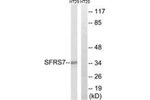 Western blot analysis of extracts from HT-29 cells, using SFRS7 Antibody. (SFRS7 Antikörper  (AA 61-110))