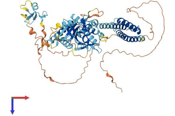 RNF112 Protein (AA 1-631) (His tag)