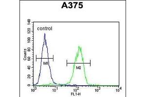 ACTR2 Antibody (C-term) (ABIN1882059 and ABIN2840820) flow cytometric analysis of  cells (right histogram) compared to a negative control cell (left histogram).