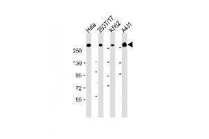 All lanes : Anti-FLNB Antibody (N-Term) at 1:2000 dilution Lane 1: Hela whole cell lysate Lane 2: 293T/17 whole cell lysate Lane 3: K562 whole cell lysate Lane 4: A431 whole cell lysate Lysates/proteins at 20 μg per lane. (FLNB Antikörper  (AA 163-196))